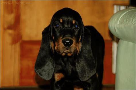 black tan coon puppies for sale.